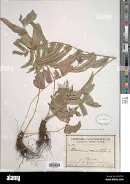 Image result for Blechnum ivohibense