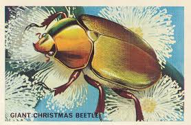 They typically have elytra that are dark or light bro. Beetles Australian National Botanic Gardens Home Page