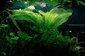 Image result for Ellipanthus madagascariensis