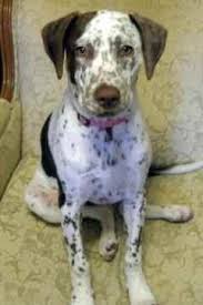 Black And Grey Spotted Dog Spotted Dog Breeds Bing Images Dog Breeds Spotted Dog Cutest Dog Ever