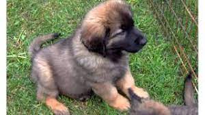 Puppies will be ready to go home just before christmas! Leonberger Puppies Set Of Cute Dogs And Puppies Pictures Youtube
