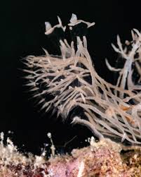 Image result for Melinis ambigua