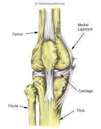 Helping Your Body To Heal Itself Maybe This Is My Problem Knee Ligaments Knee Ligament Injury Ligament Injury