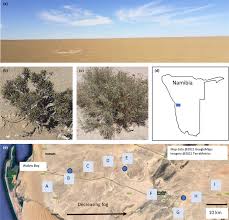 Image result for Arthraerua leubnitziae