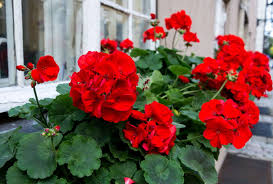 In einen blumenkasten habe ich auch kräuter gepflanzt. Geranien Dungen Der Beste Dunger Fur Geranien Plantura