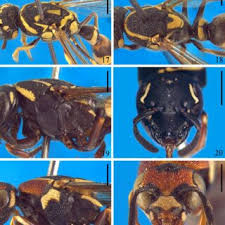 Image result for Trimeria