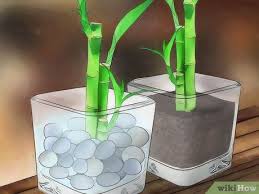 Check spelling or type a new query. How To Take Care Of Lucky Bamboo 12 Steps With Pictures
