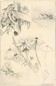 Check spelling or type a new query. Drawing Flowers Sketching Flowers Beginner Art Book Free Beginner Art Books Nature Drawing Flower Drawing Drawing For Beginners