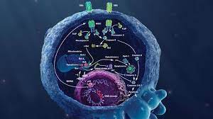 Burden, volume, mass and 2. Roche About Oncology