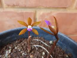 Image result for Nervilia