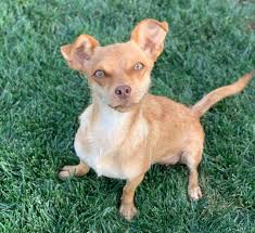 Guide to dog breeds there are over 300 dog breeds recognized worldwide, with most breeds falling into one of 7 breed groups. Min Pin Chihuahua Mix Online