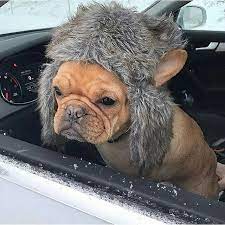 I M Sick And Tired Of Winter Even My Cute Hat Doesn T Help Anymore French Bulldog In The Snow Lefrenchieface Bulldog French Bulldog Cute Animals