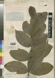 Image result for Combretum mossambicense