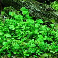 Image result for Marsilea nubica