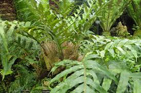 Image result for Drynaria volkensii