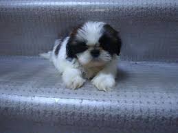 We specialize in puppy development, socialization play and skill building for puppies and humans. Shih Tzu For Sale Washington