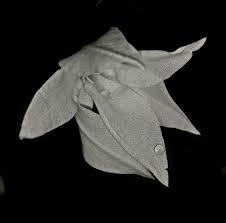 Image result for Savannosiphon euryphyllus