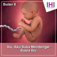 Cadangan lemak dalam kulit kulit semakin banyak, sehingga kulit bayi tidak lagi tampak keriput. Gambar Proses Tumbuh Kembang Bayi Dalam Kandungan