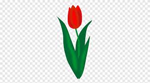 tulipan tulipan png pngegg tulipan tulipan png pngegg