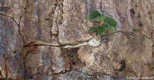 Image result for Ficus tettensis