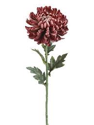 You can remove as many as half the total height of each stem, or you can choose to remove just the topmost growing point, if you want the plant to be taller. Burgundy Autumn Mum Flower Stem Mums Flowers Wedding Centerpieces Diy Wedding Centerpieces