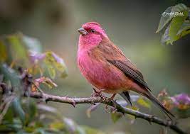 Birds - Pink-browed Rosefinch (Carpodacus rodochroa) | Mandal, Uttarakhand, India by Kamlesh Mirkale. https://www.instagram.com/kamlesh_mirkale | Facebook