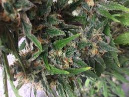 Do not confuse it with . Info About The Unknown Or Legendary Cannabis Strain Cookie Monster Seedfinder Strain Info