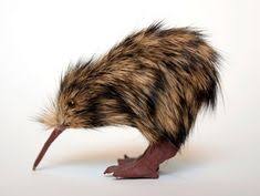 Maybe you would like to learn more about one of these? 67 Kiwi Ideas In 2021 Zvirata Ptaci Novy Zeland
