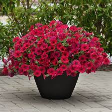 Wave Carmine Velour Petunia National Garden Bureau Plants Petunias Bloom Where Youre Planted