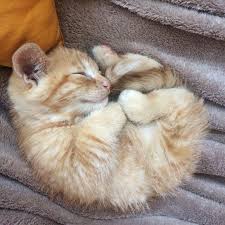 Reddit Meet Marlo Kittens Kittens Cutest Kittens Cats And Kittens
