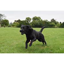 Det betyder bare at der er tale om små hunde, og jævnligt ser man 'formel 1' betegnelsen brugt om hvalpe der ikke engang er racerene labrador retriever. F1 Formel 1 Labrador Skrevet Af At