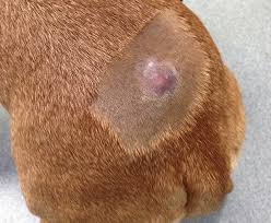 Image result for mastocytoma in dogs