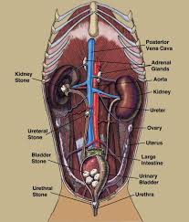 The urinary system of dogs dog owners merck veterinary. Kidney Anatomy Dog Anatomy Drawing Diagram