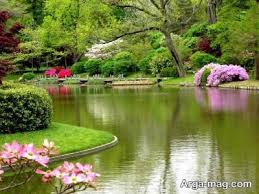 Image result for ‫ گل ها وحشی صحرا در بها ر‬‎