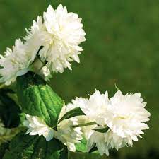 Mock Orange Is One Of The Most Sweetly Fragrant Shrubs You Can Grow Mock Orange Flower Farm Mock Orange Bush
