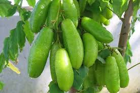 Dec 10, 2019 · manfaat belimbing wuluh untuk kesehatan. Banyak Orang Tidak Sadar Buah Mungil Yang Sering Diremehkan Ini Ternyata Punya Manfaat Luar Biasa Untuk Kesehatan Penyakit Sejuta Umat Ini Bisa Dibabat Habis Semua Halaman Pop Grid Id