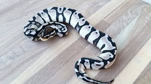 Snakes at sunset is at the leading edge of new and exciting ball python morphs. Wmss What Type Of Morph Do You Find The Prettist I