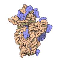 Ribosomes were first seen by claude in 1941 but in animal cells ribosomes were first discovered by george emil palade, using an electron microscope, as dense particles or granules. Ribosome Wikipedia