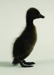 Black And Yellow Duckling Black Runner Ducks Black Runners Runner Ducks Ducklings