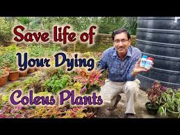 Coleus leaves will wilt and may fall off if the soil is too dry. Video Does Fertilizing Limp Leaves Help