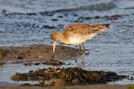 Image result for Limosella capensis