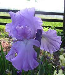 Mary Frances Iris Flowers Trees To Plant Day Lilies