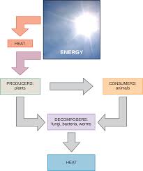 These glucose molecules are used by the plant in a number of ways. Energy And Metabolism Openstax Biology 2e