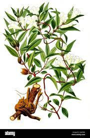 Image result for Gelsemiaceae