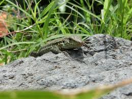 Eidechsen Wissenswertes Nutzen Tipps Zur Ansiedeln Im Garten