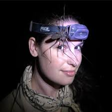 Jungle initiation complete. #RefugioAmazonas #WhipScorpion #Amblypigi