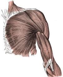 There are only eight muscles in the tongue, but they allow in the tongue's complex movement and help us speak (10). Biology For Kids Muscular System