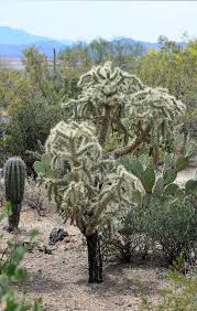 How to remove succulent pups from an agave. 262 Cactus Prickly Bear Photos Free Royalty Free Stock Photos From Dreamstime