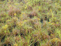 Image result for Xyris