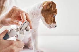 I knew that learning how to clip dog nails was important. How To Trim Dog Nails Safely Dog Nail Trimming Guide Tractive Blog